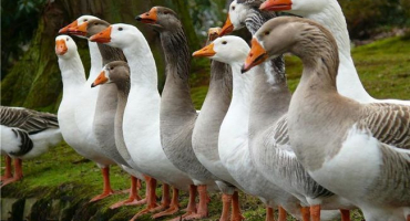 Husy domácí a co o nich farmář potřebuje vědět